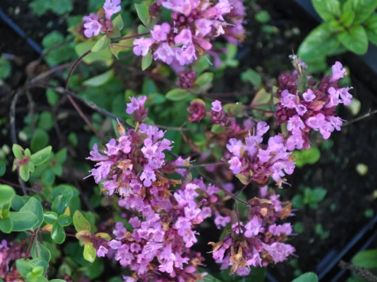 Origanum laevigatum 'Hopleys'