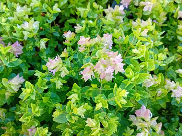 Origanum rotundifolium 'Dingle Fairy'
