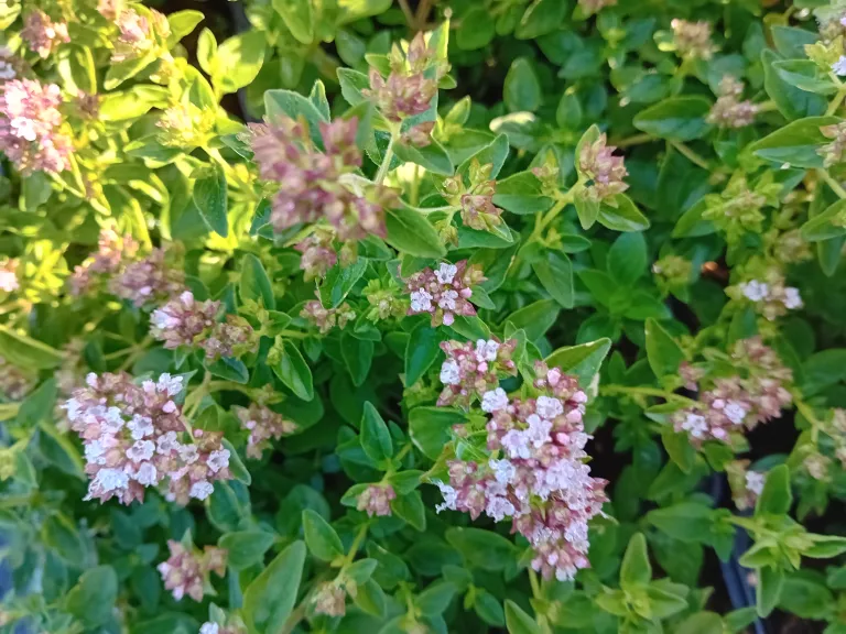 Origanum vulgare 'Album'