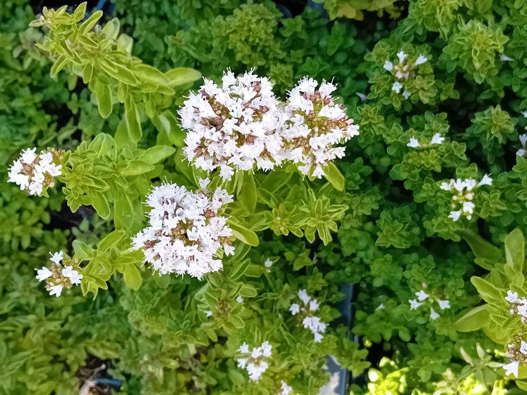 Origanum vulgare 'Nanum'