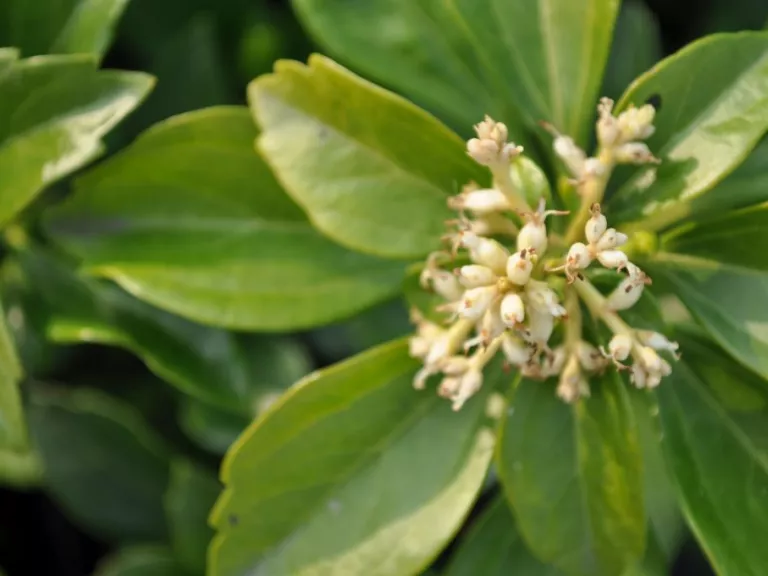 Pachysandra terminalis