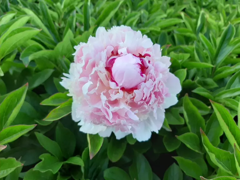 Paeonia 'Angel Cheeks'