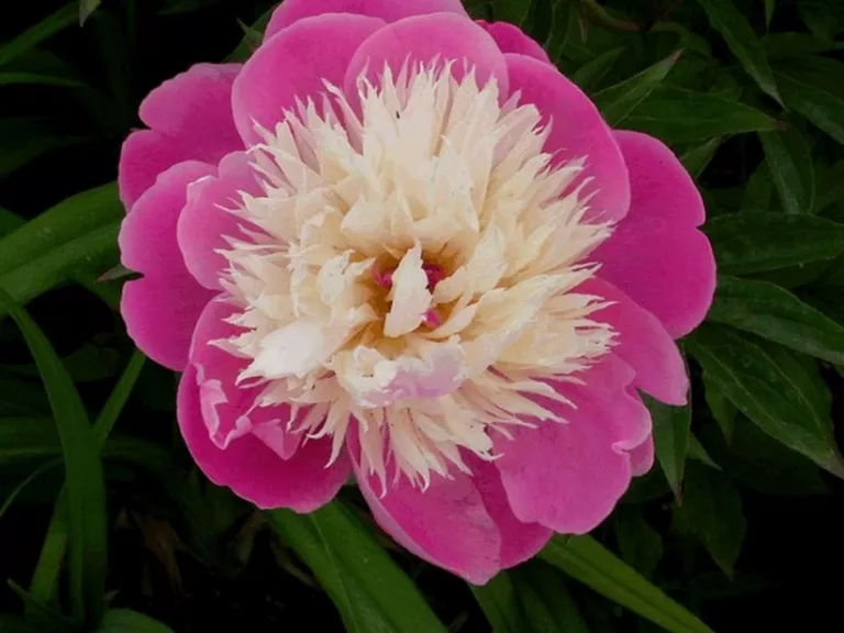 Paeonia 'Bowl of Beauty (LS)