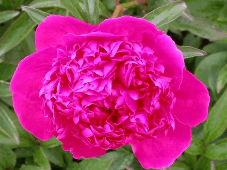 Paeonia 'Felix Crousse' (LD)
