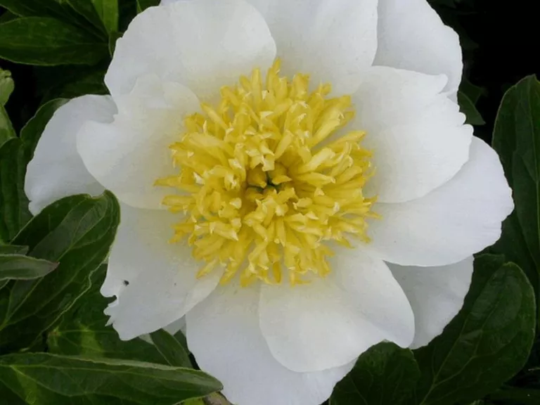 Paeonia 'Jan van Leeuwen' (LS)