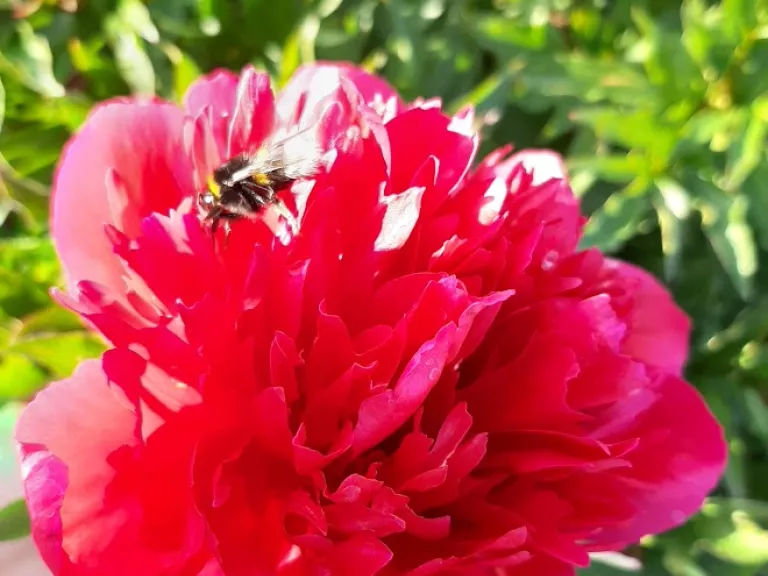 Paeonia 'Karl Rosenfield' (LD)