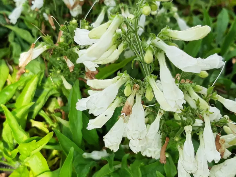 Penstemon hirsutus 'Pygmeus Albus'
