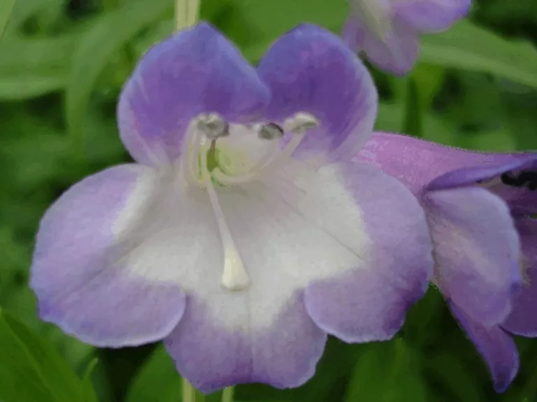 Penstemon hybride 'Alice Hindley'