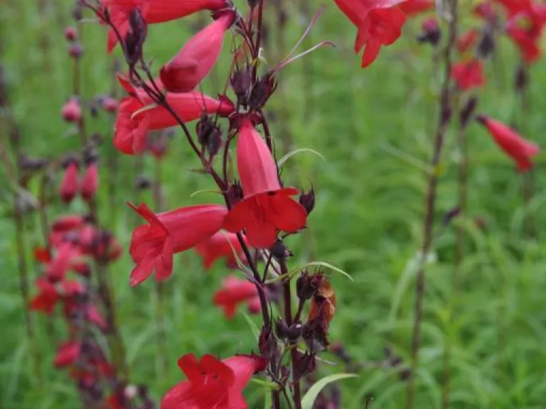 Penstemon hybride 'Schoenholzeri'