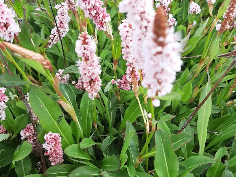 Persicaria affinis 'Donald Lowndes'