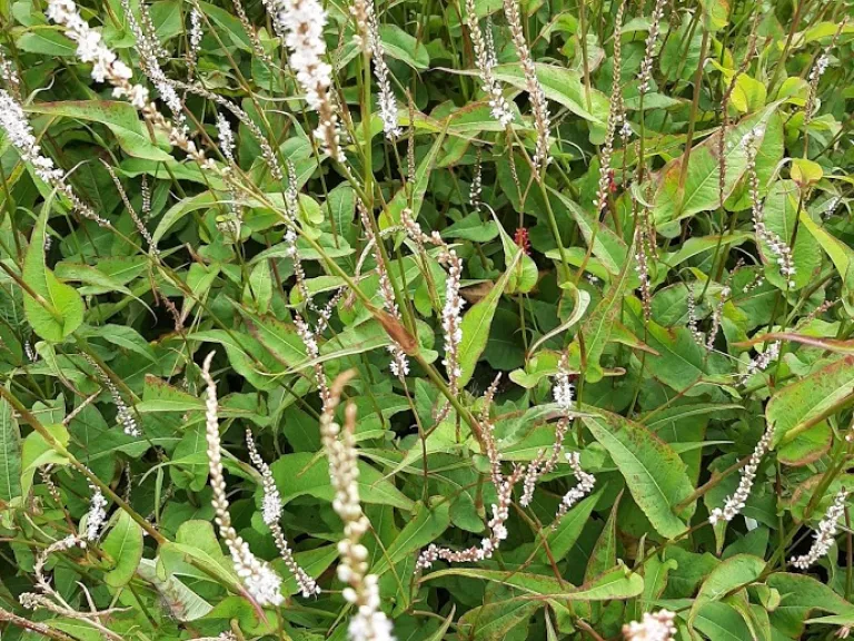Persicaria amplexicaulis 'Alba'