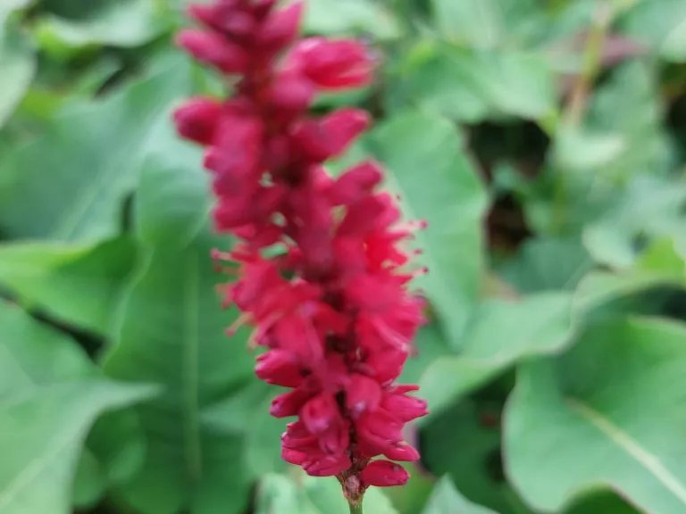 Persicaria amplexicaulis 'Blackfield' (PBR)