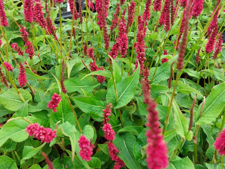 Persicaria amplexicaulis 'Finy Tiny'