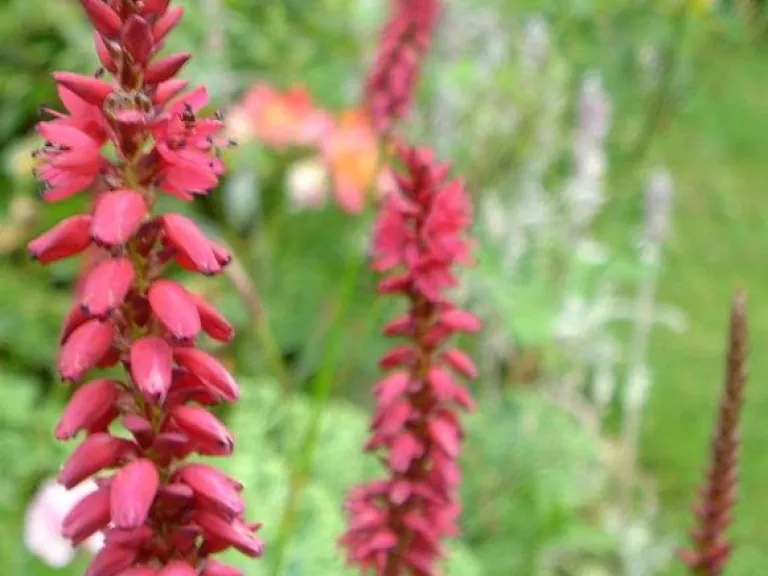Persicaria amplexicaulis 'Inverleith'