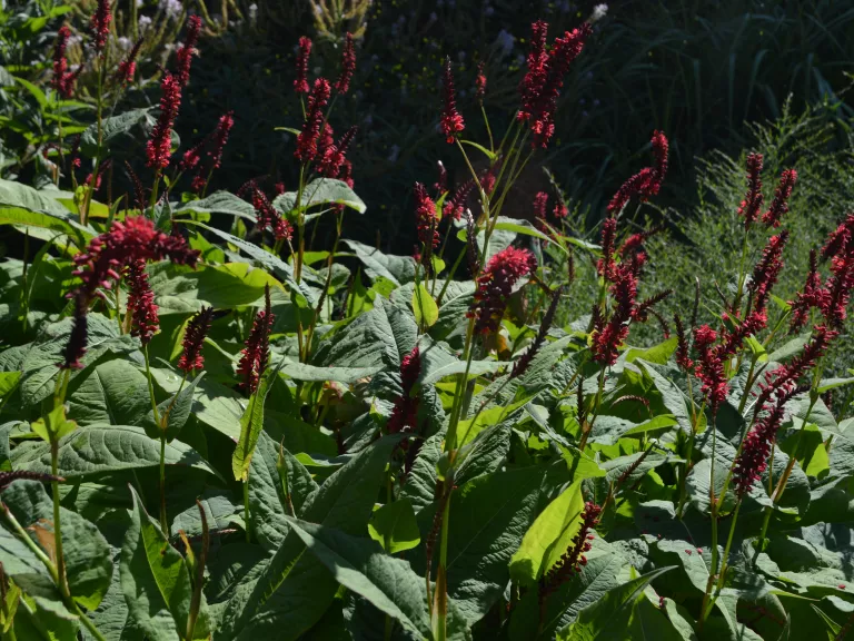 Persicaria amplexicaulis 'Red Baron'