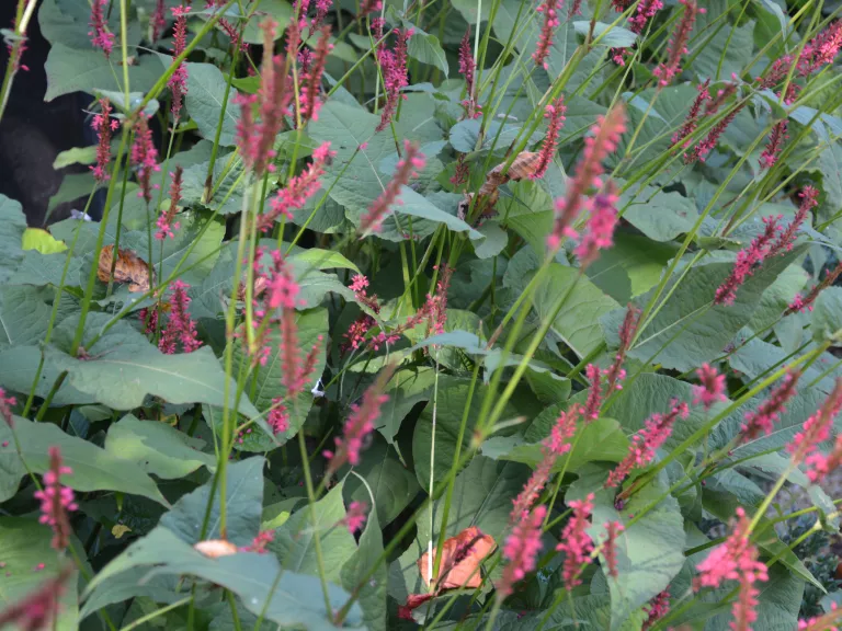 Persicaria amplexicaulis 'Speciosa'