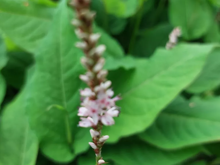 Persicaria amplexicaulis 'Pink Mist'