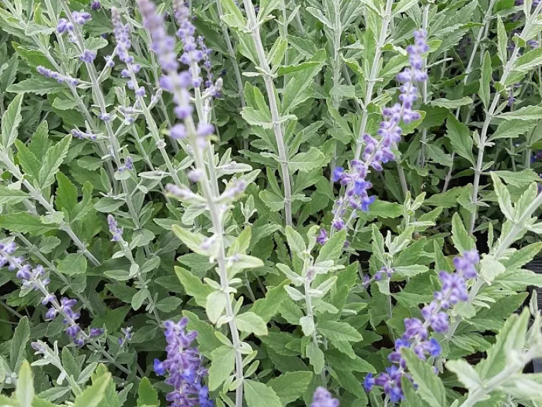 Perovskia atriplicifolia 'Little Spire' ®