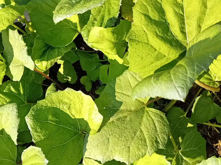 Petasites hybridus