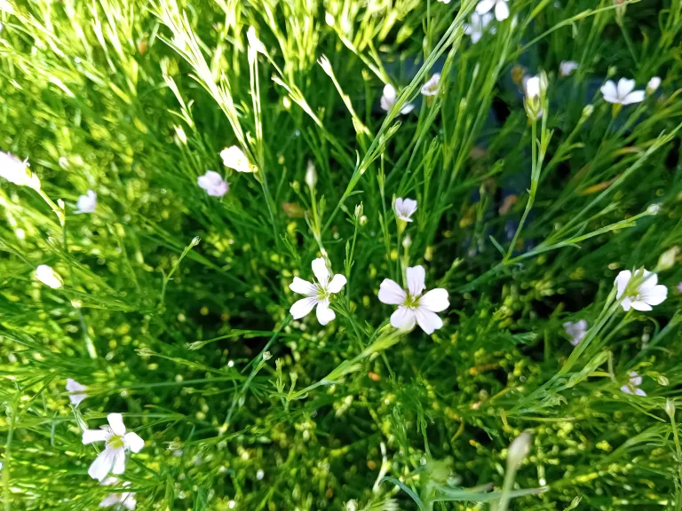 Petrorrhagia saxifraga