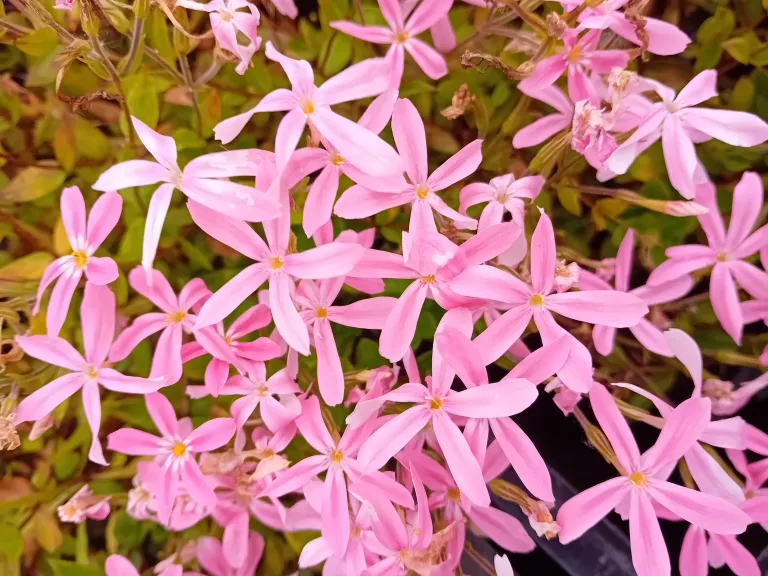 Phlox adsurgens 'Wagon Wheel'