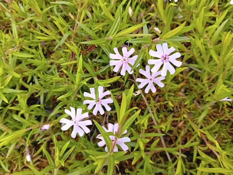 Phlox bifida 'Petticoat'