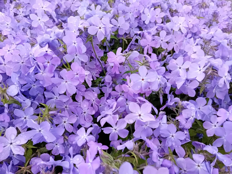 Phlox divaricata 'Blue Moon'