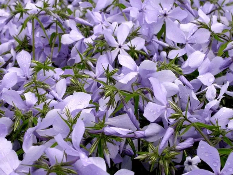 Phlox divaricata 'Clouds of Perfume'