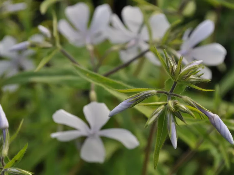 Phlox divaricata 'White Perfume'
