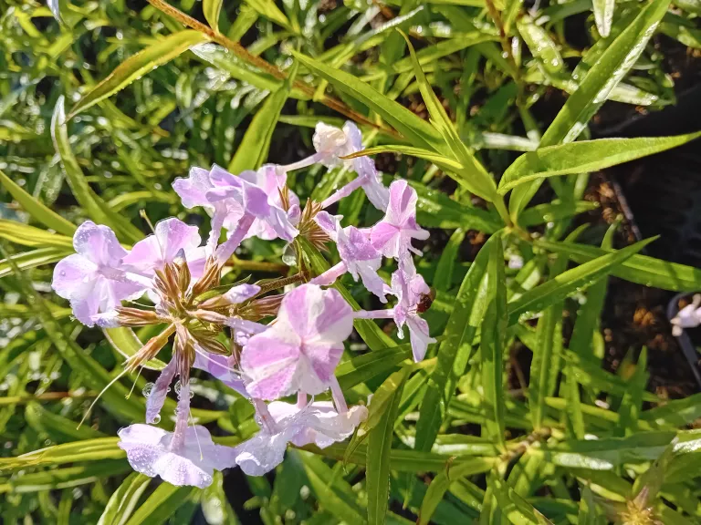 Phlox maculata 'Natasja'