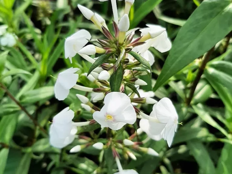 Phlox maculata 'Schneelawine'