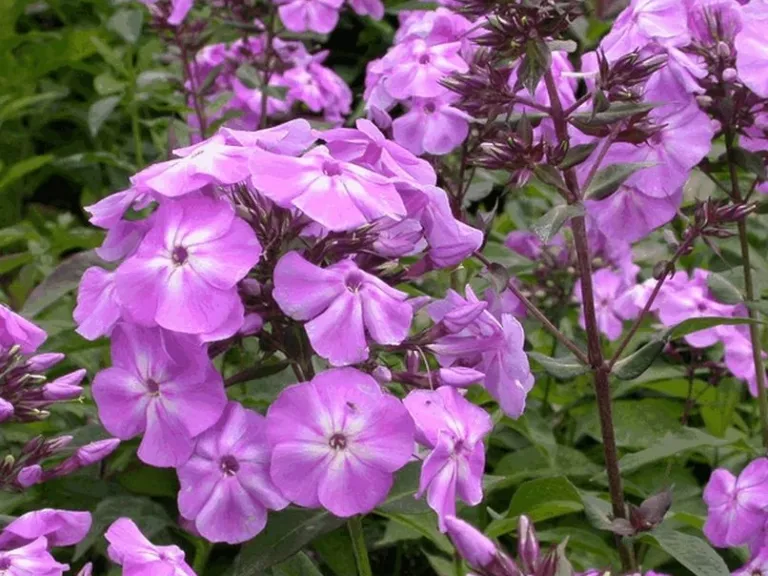 Phlox paniculata 'Blue Boy'