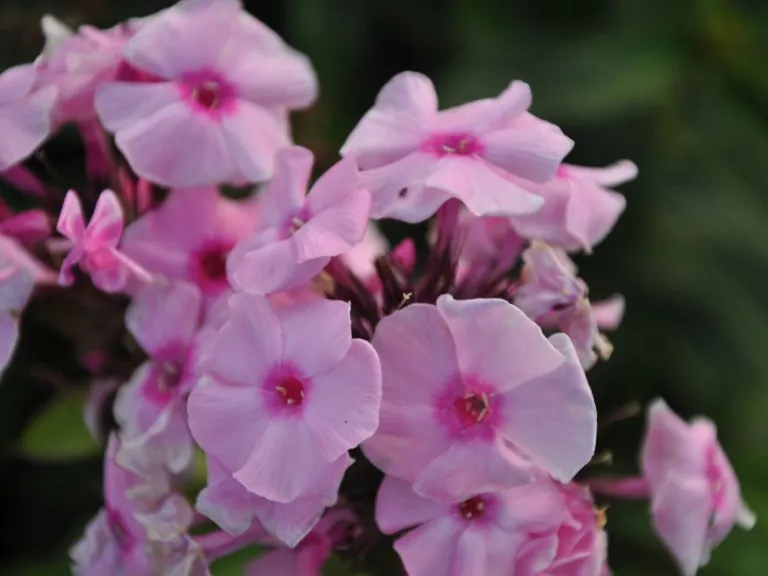 Phlox paniculata 'Herbstwalzer'