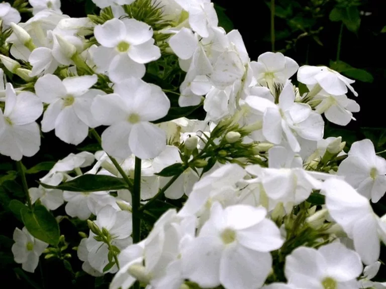 Phlox paniculata 'Rembrandt'