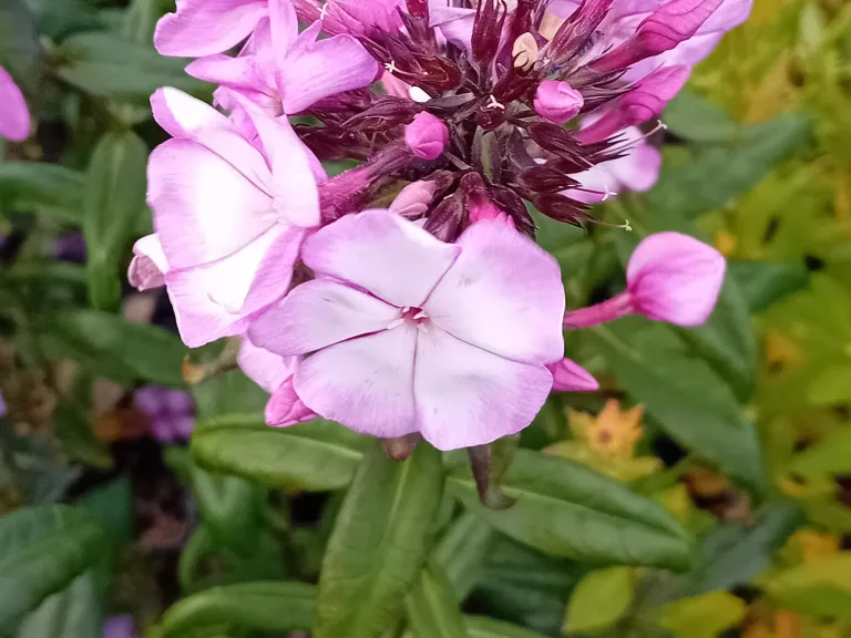 Phlox 'Sweet Summer Fantasy' ®