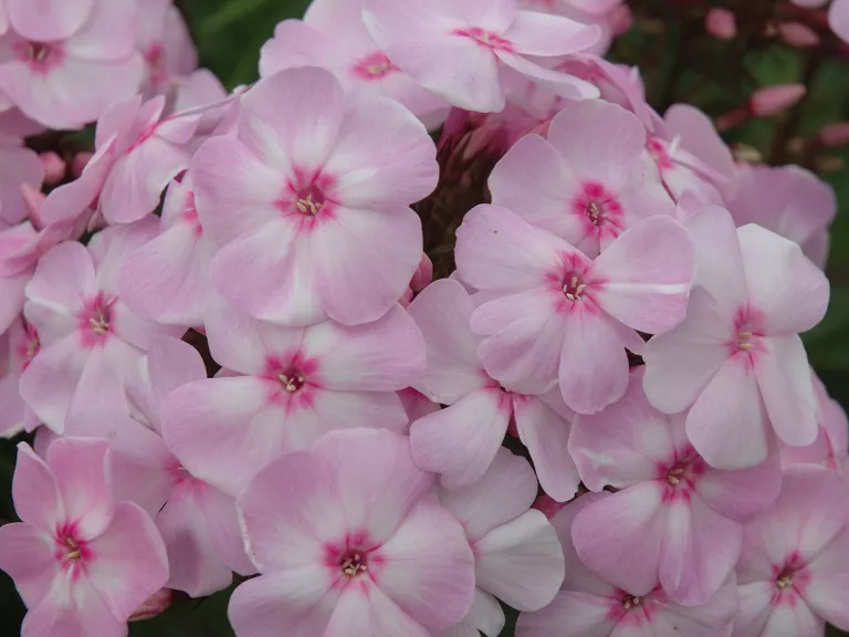 Phlox pan. 'Sweet Summer ® Favourite' ™  