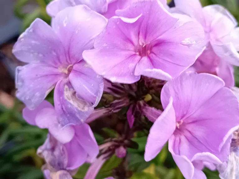 Phlox 'Sweet Summer Ocean' ®