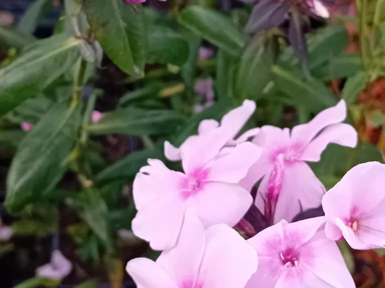 Phlox 'Sweet Summer Sensation' 