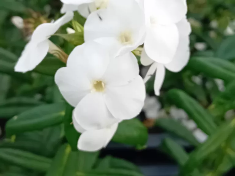 Phlox 'Sweet Summer Snow' (R)