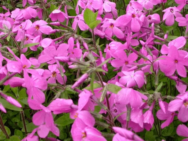Phlox stolonifera 'Millstream' ('Pink Ridge')