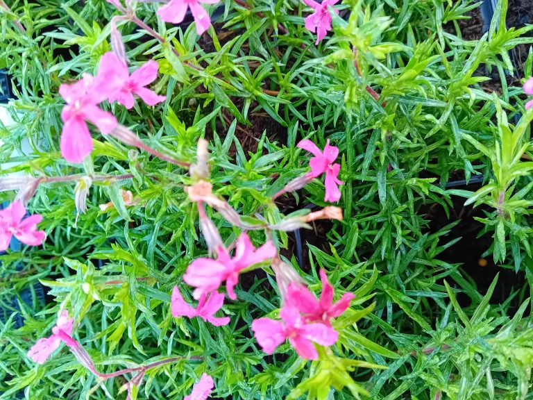 Phlox subulata 'Scarlet Flame'
