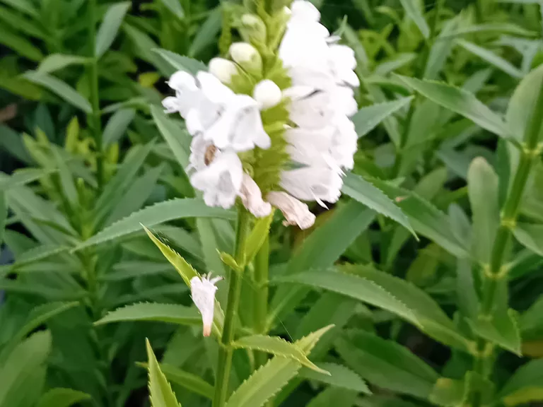 Physostegia virginiana 'Alba'