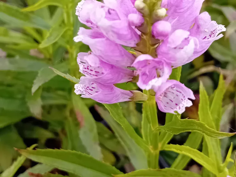 Physostegia virginiana 'Bouquet Rose'