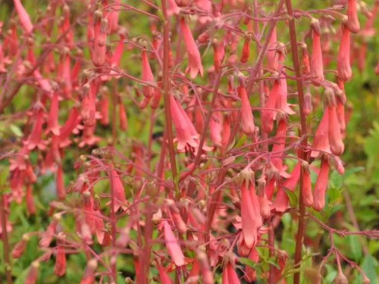 Phygelius rectus 'African Queen'