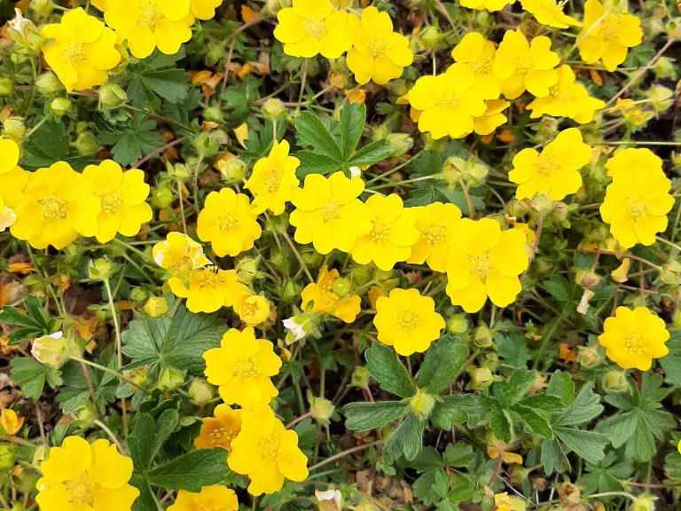 Potentilla crantzii 'Goldrausch'