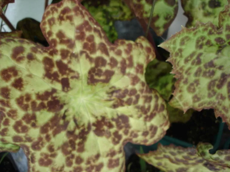 Podophyllum hybride 'Spotty Dotty' ®