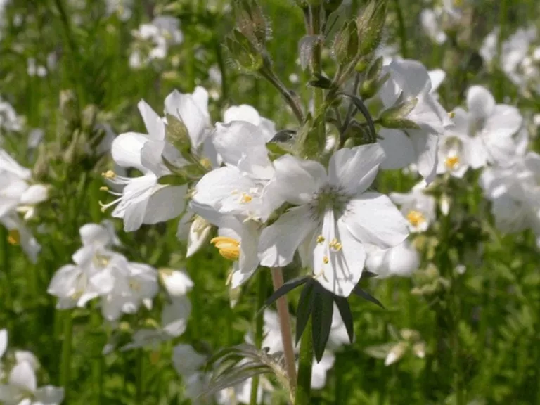 Polemonium caeruleum 'Album'