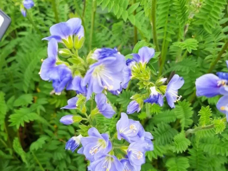 Polemonium caeruleum 'Northern Lights'