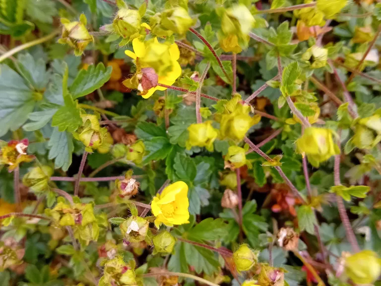 Potentilla crantzii