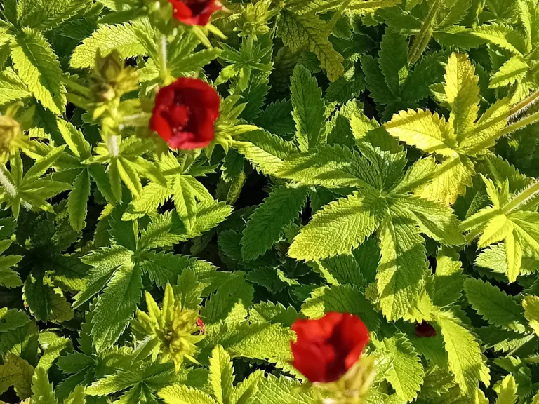 Potentilla thurberi 'Monarch Velvet'